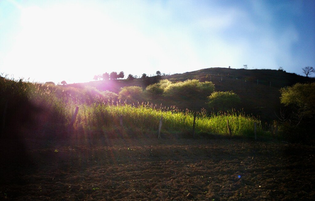 Wild meadow is shimmering in the sun beam